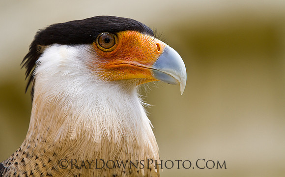 Crested CARACARA - Caracara cheriway