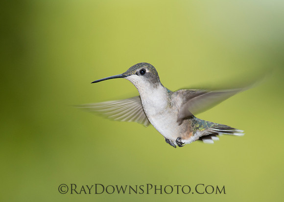 Female Black-Chinned hummingbird