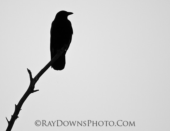 Crow black and white