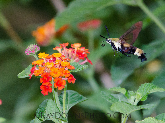 Bumble Bee Moth