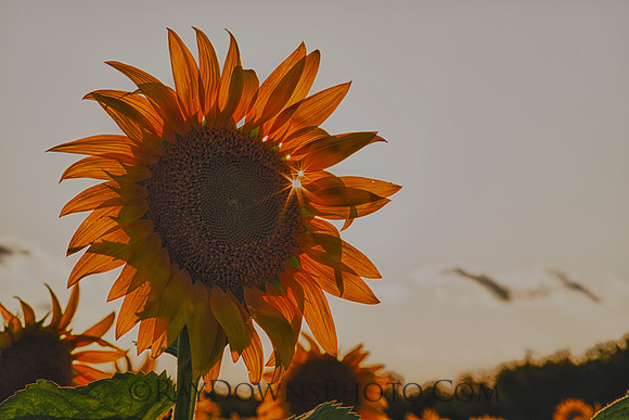 Sunflower sunburst
