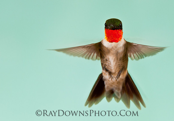 Ruby Throated Hummingbird