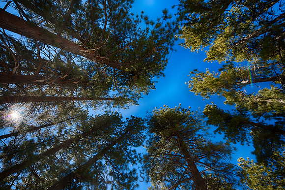 Bryce pine Trees
