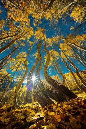 Dancing Aspens Ophir Colorado