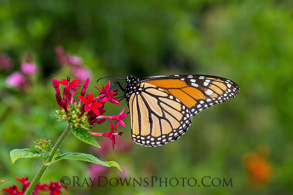 Monarch Butterfly