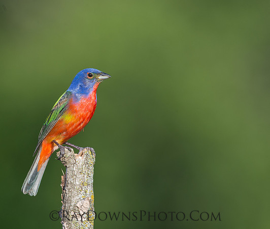 Male Painted Bunting