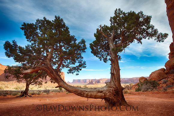 Monument Valley Tree