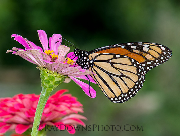 Monarch Butterfly