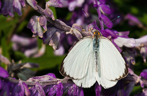 Great Southern White - Ascia monuste