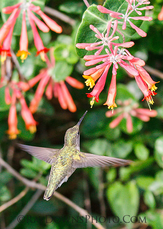Female Black-Chinned hummingbird drinking from Coral Honeysuckle.