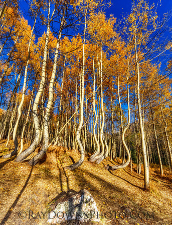 Dancing Aspens Ophir Colorado