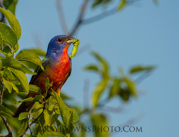 Male Painted Bunting with food