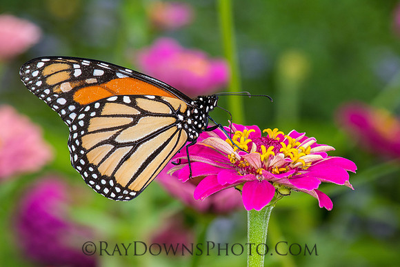 Monarch Butterfly