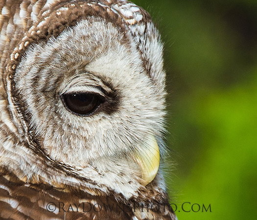 Barred Owl