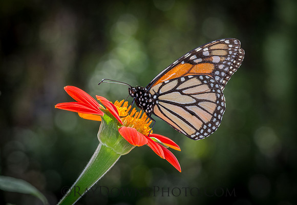 Monarch Butterfly