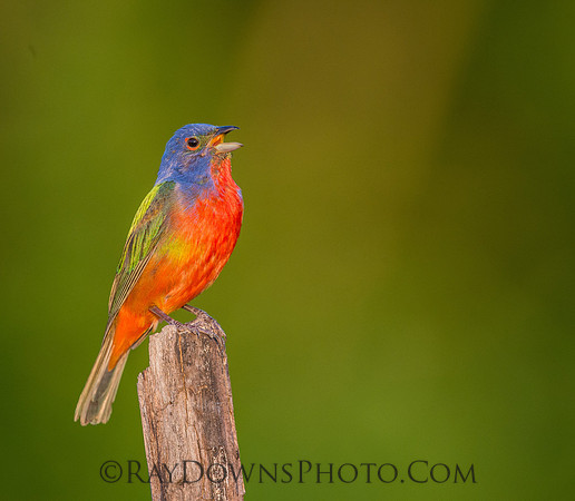 Male Painted Bunting