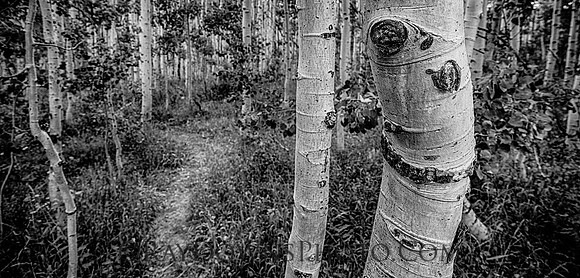 Aspens...