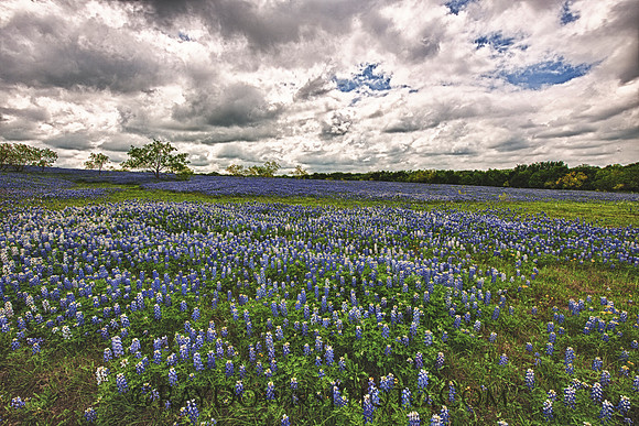 Bluebonnets Ennis