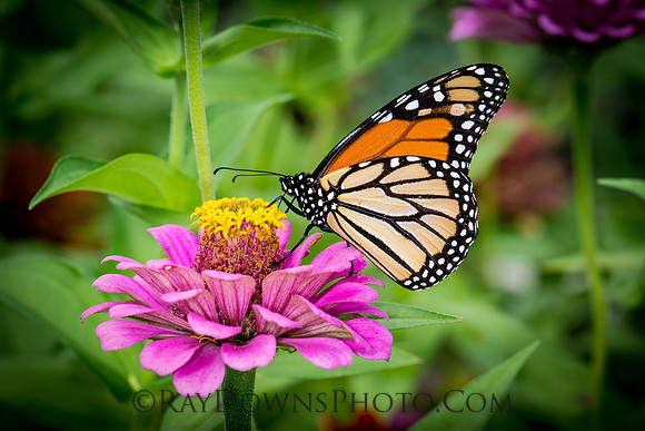 Monarch Butterfly