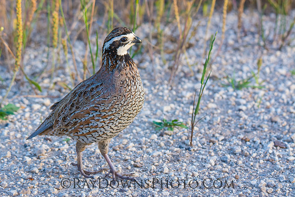 Bob White Quail