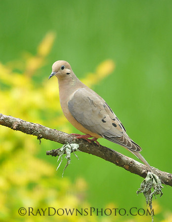 Mourning Dove