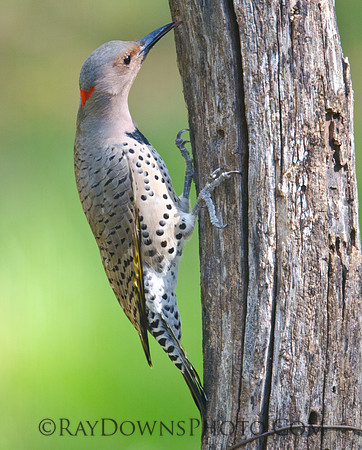 Flicker Woodpecker