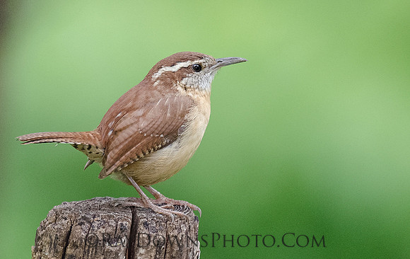 Carolina Wren - Thryothorus ludovicianus