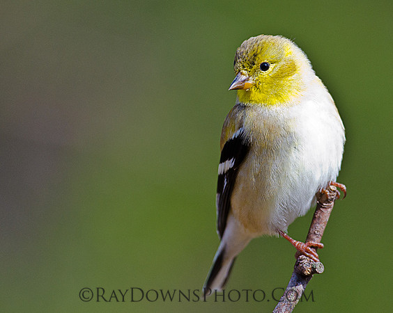 Gold Finch