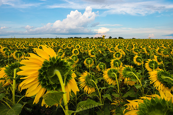 Sunflower landscape 2