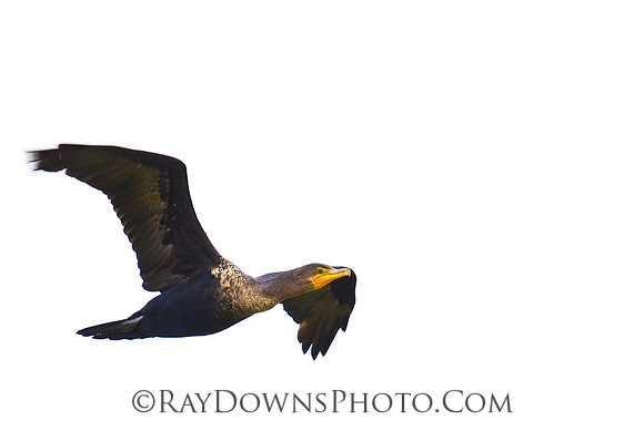cormorant
