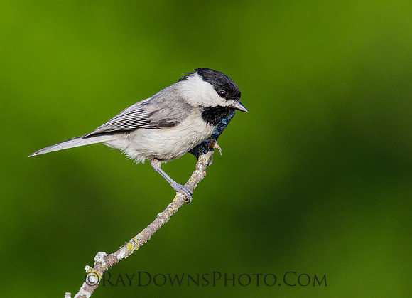 Chickadee