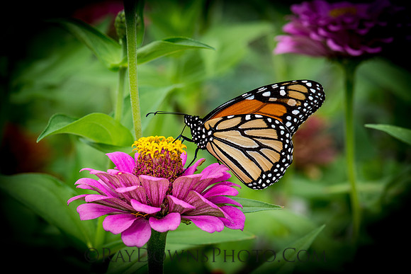 Monarch Butterfly