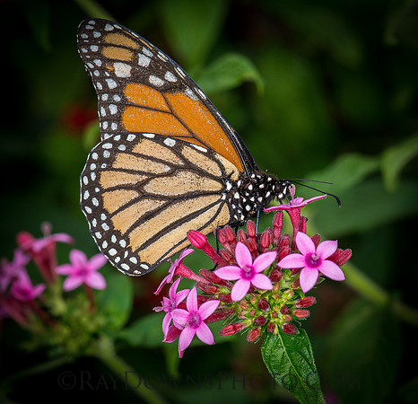 Monarch Butterfly