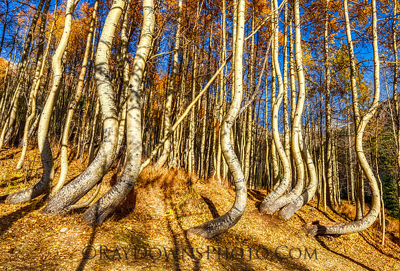 Dancing Aspens Ophir Colorado