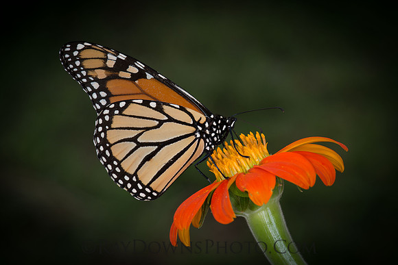 Monarch Butterfly