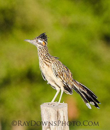 Roadrunner