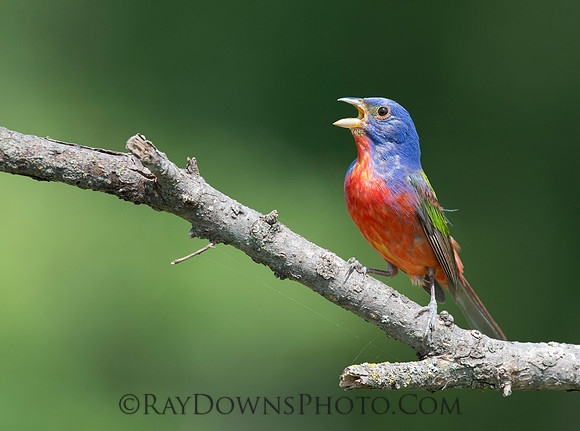 Male Painted Bunting