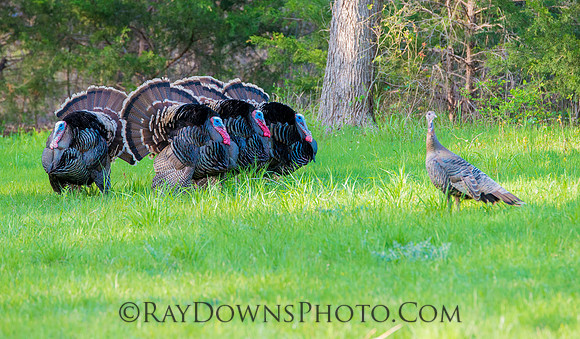 Wild Turkeys