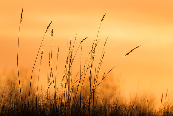 Sunrise pasture