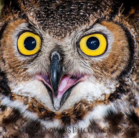 Great Horned Owl