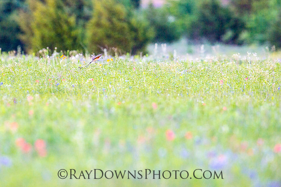 Pasture with Sissor tail