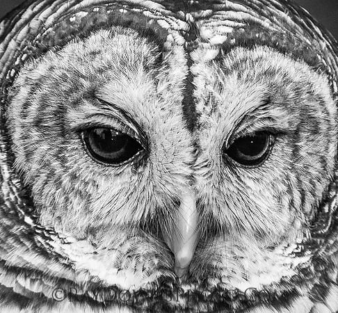 Barred Owl