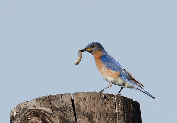 Blue Bird Male with food