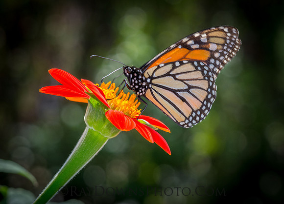 Monarch Butterfly