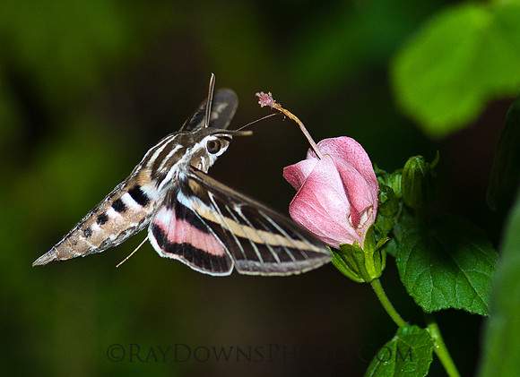Hummingbird moth