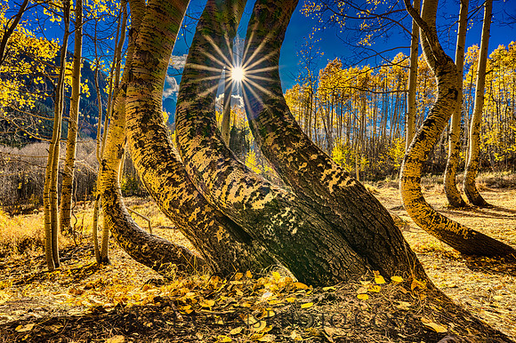 Dancing Aspens Ophir Colorado