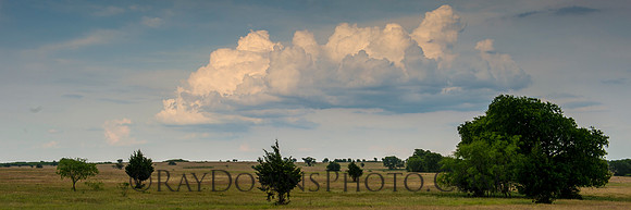 Texas pasture