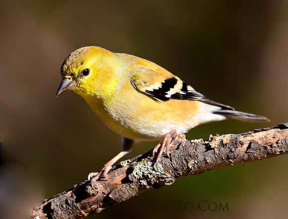American Gold Finch