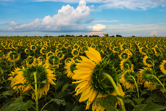 Sunflower landscape