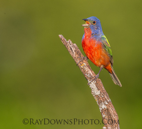 Male Painted Bunting